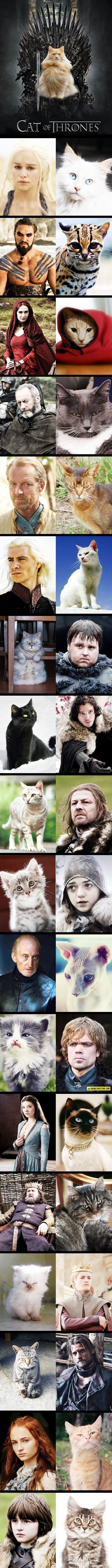 The Cat Of Thrones