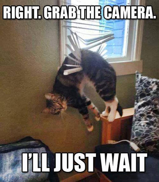 cool-cat-blind-broken-hanging