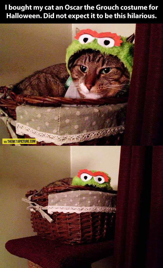 cool-cat-costume-Oscar-Grouch-bed