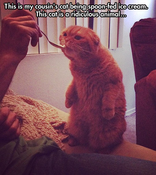 cool-cat-ice-cream-spoon