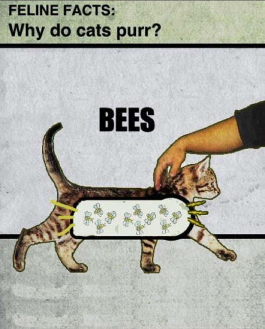 cool-cat-purr-bees-illustration1.jpg