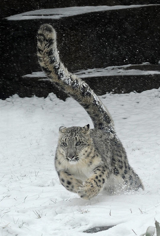 cool-cat-savage-snow-winter