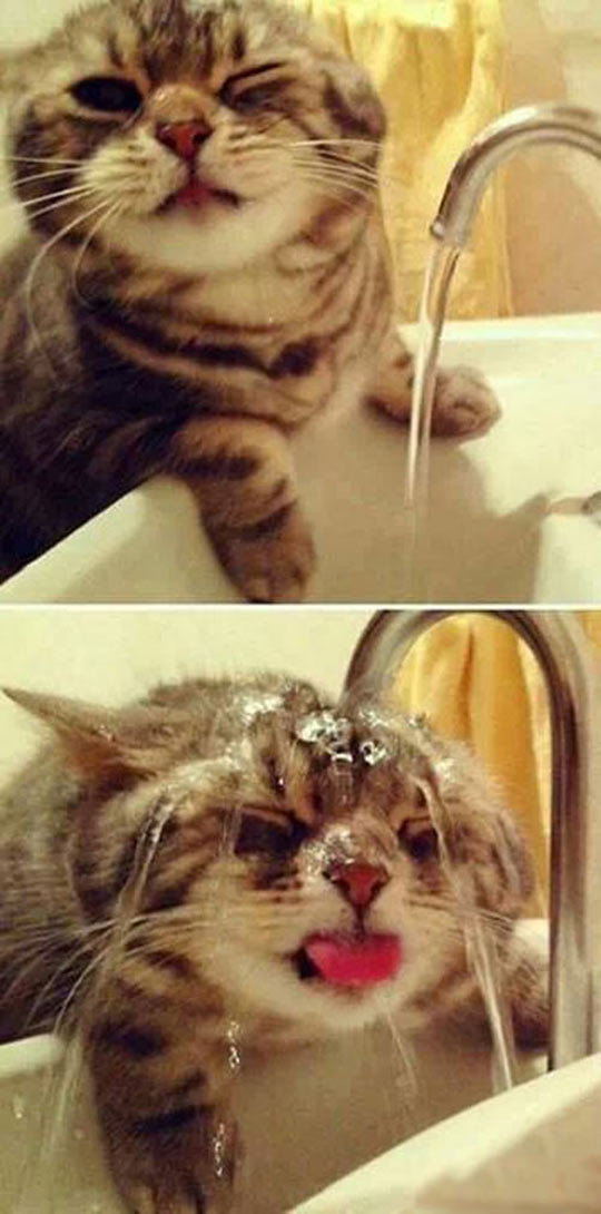 cool-cat-water-flush-wet