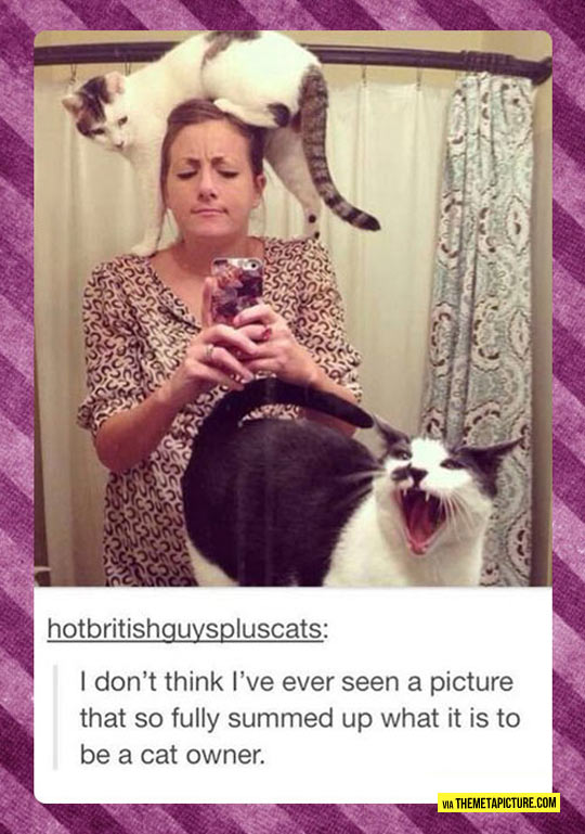 cool-cats-bathroom-owner-selfie-phone
