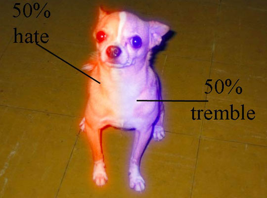 Anatomy Of A Chihuahua