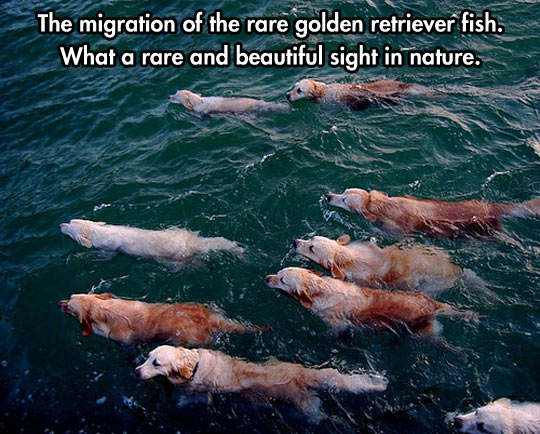 cool-dog-retriever-ocean-nature
