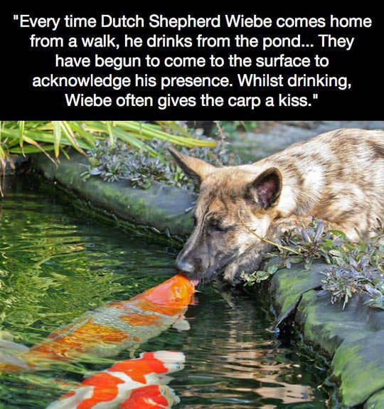 cool-dog-shepherd-pond-fish-carp