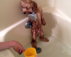 Master, I Trusted You