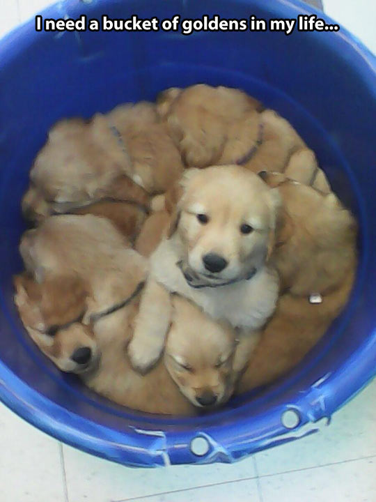 Bucket Of Goldens