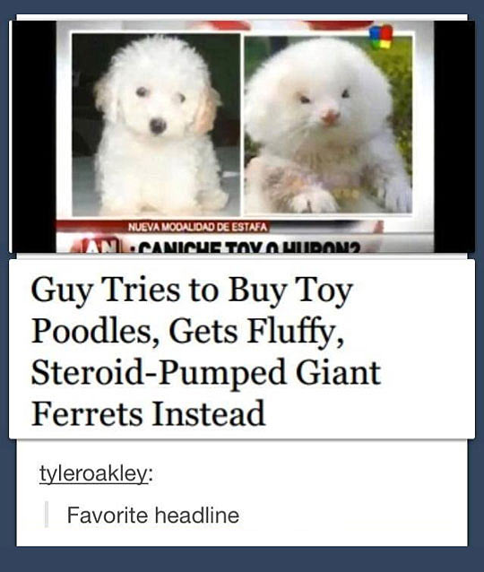 cool-fluffy-steroid-giant-ferret-poodle