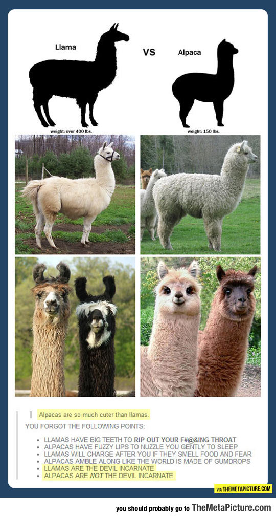The Difference Between A Llama And An Alpaca