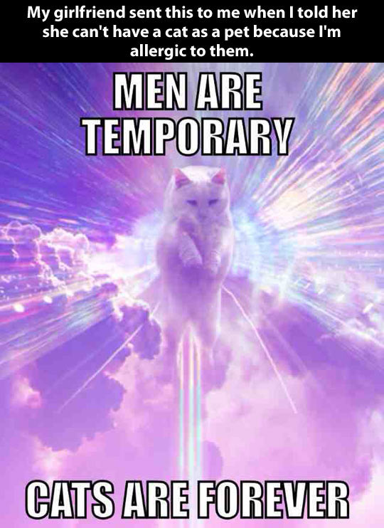 Kitties Vs. Men