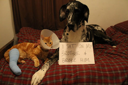 cool-orange-cat-giant-dog-accident-breaking