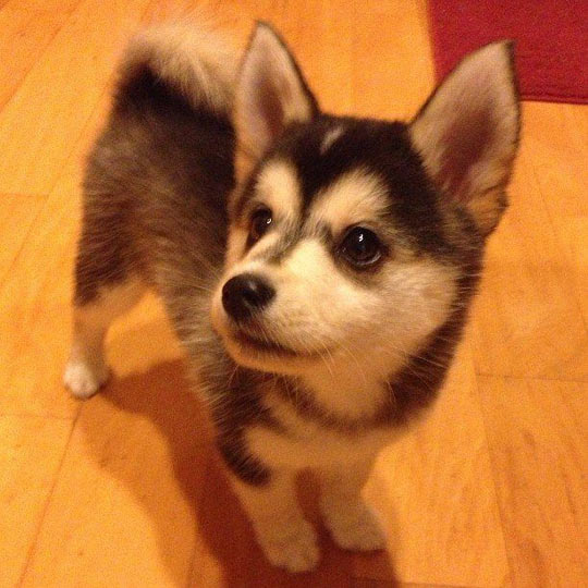 cool-puppy-Corgi-Husky-Corgsky