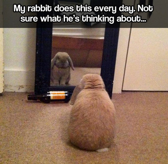 Introspective Rabbit