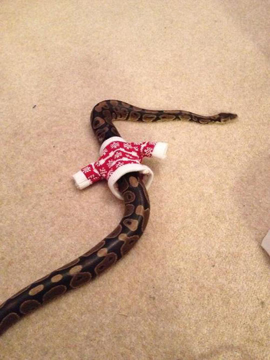 cool-snake-sweater-red-Christmas