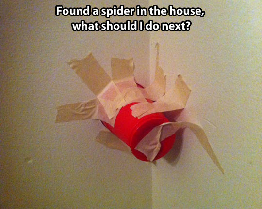How To Properly React When You See A Spider