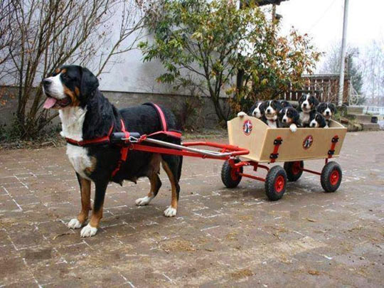 cute-dog-bus-puppies