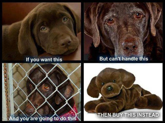 Dogs Are Not Disposable