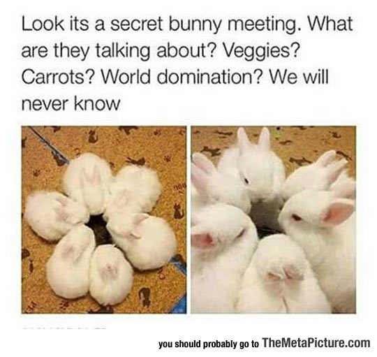 Secret Bunny Meeting