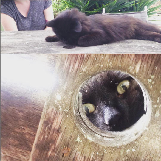 funny-cat-looking-hole