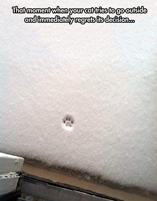 funny-cat-paw-print-snow