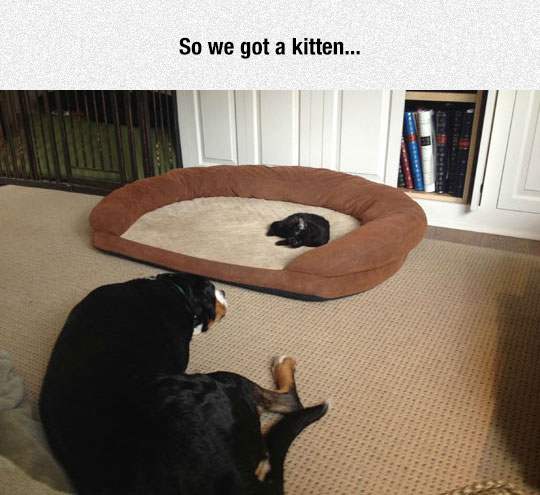 funny-kitten-dog-bed-pets