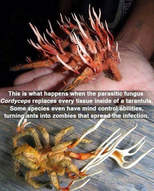 The Terrifying Tarantula From Hell