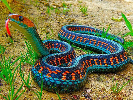 The Most Colorful Snake In The World: California Red Sided Garter Snake