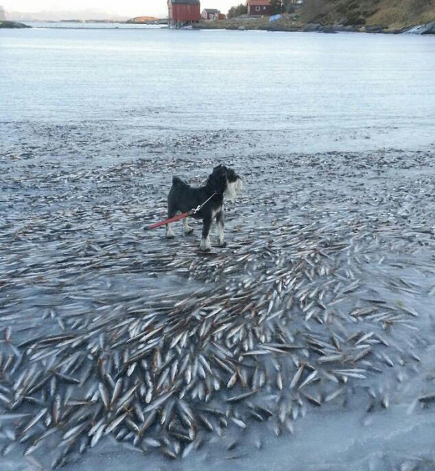 a large school of fish is fozen just under the water's surface, near the northern island of Lovund.