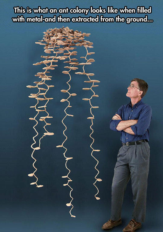 ant-colony-filled-metal-size