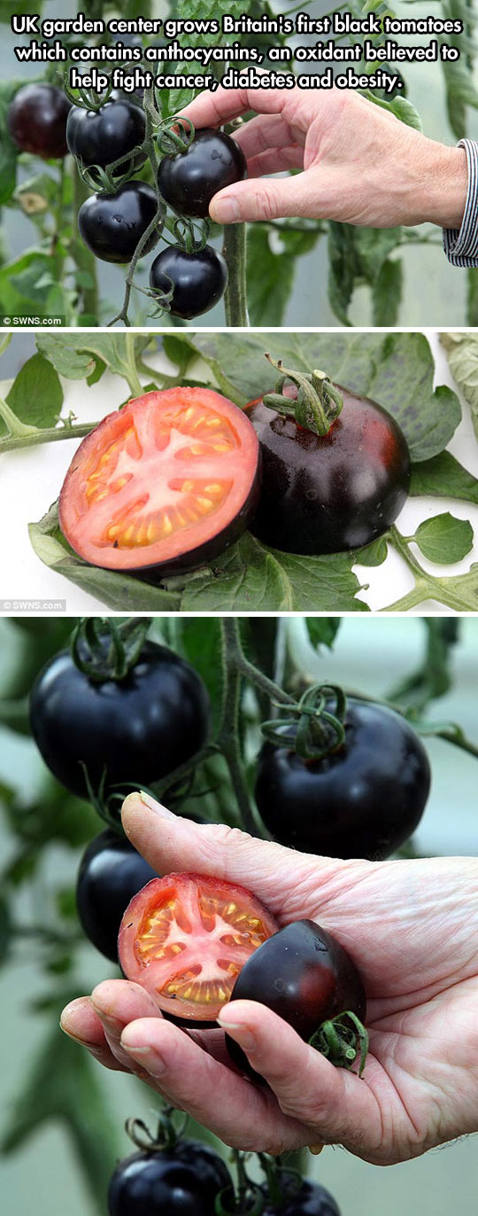 Dark Tomatoes
