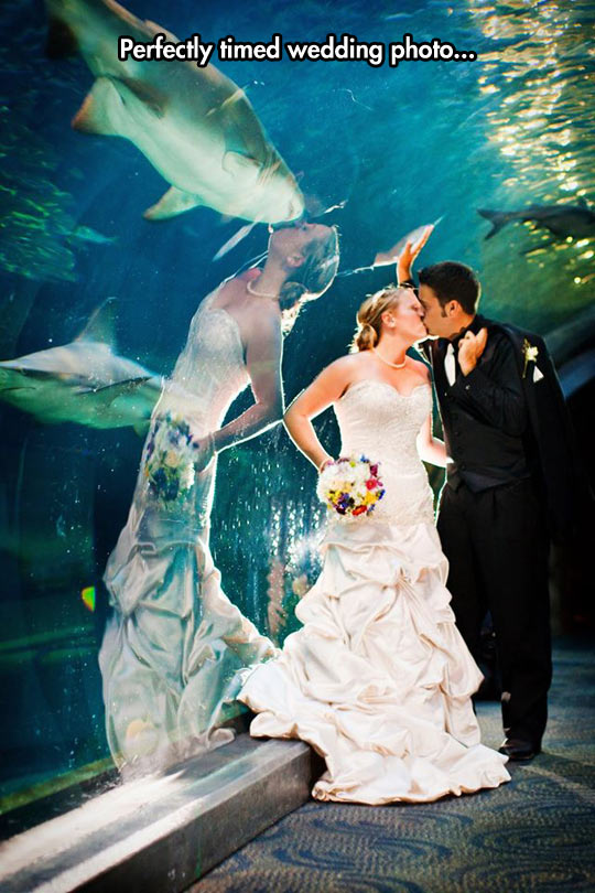 cool-aquarium-wedding-shark-bride