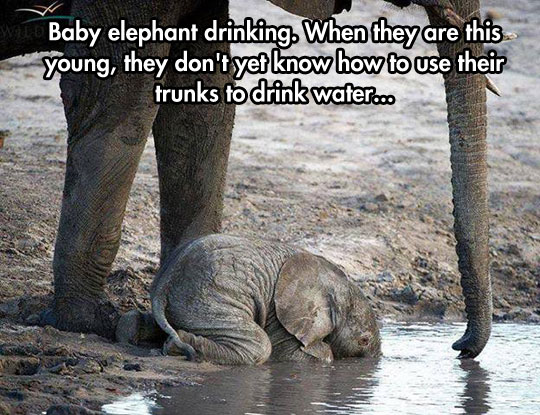 cool-baby-elephant-drinking-water-lake