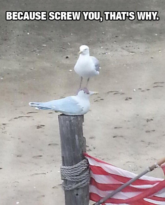 Seagull Meets Seagull