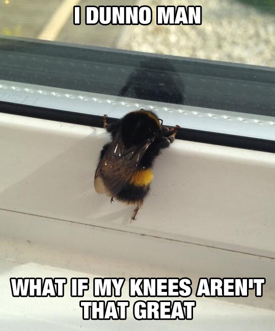 Poor Bee