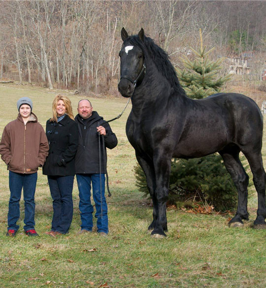 Percheron Horse