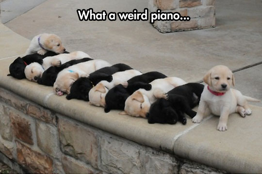 cool-black-white-puppies-sleeping