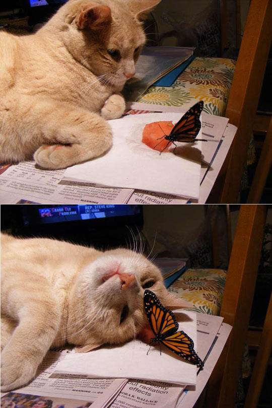 Hello There Mister Butterfly