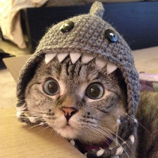 cool-cat-hat-shark