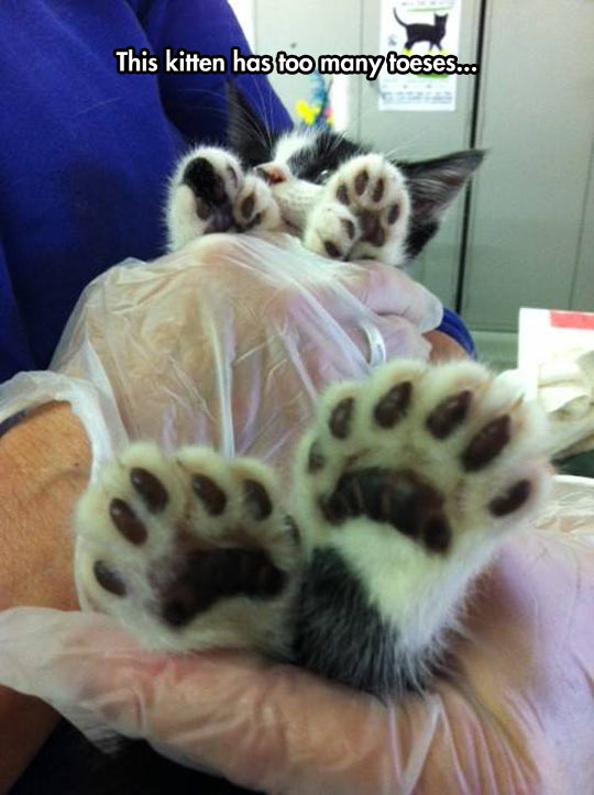 So Many Kitty Toes