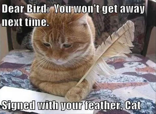 Dear Birdy