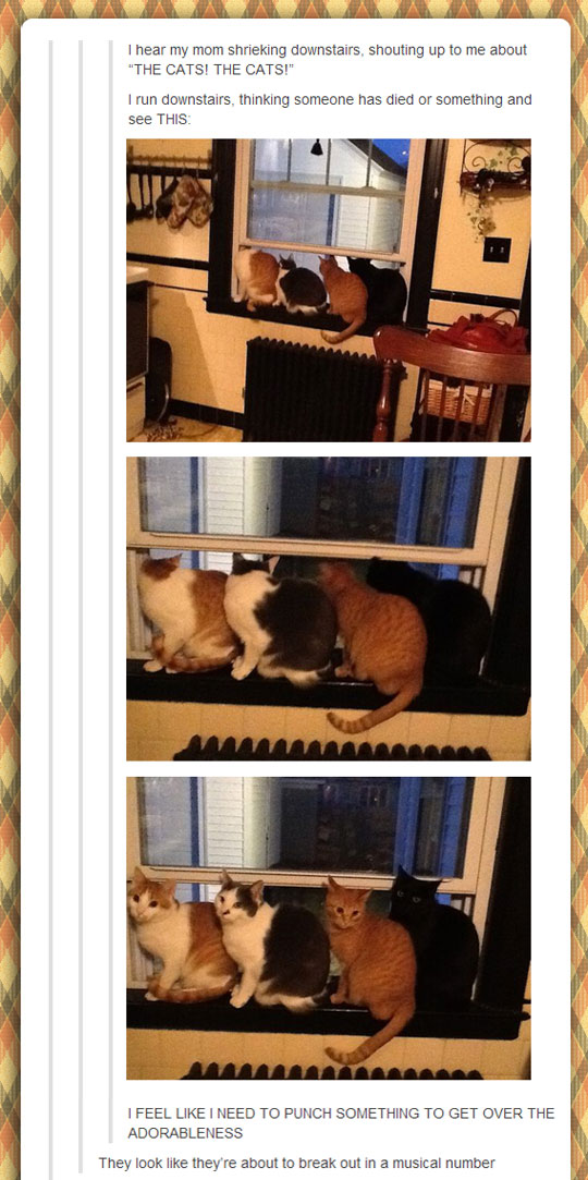 cool-cats-window-surprised-kitchen