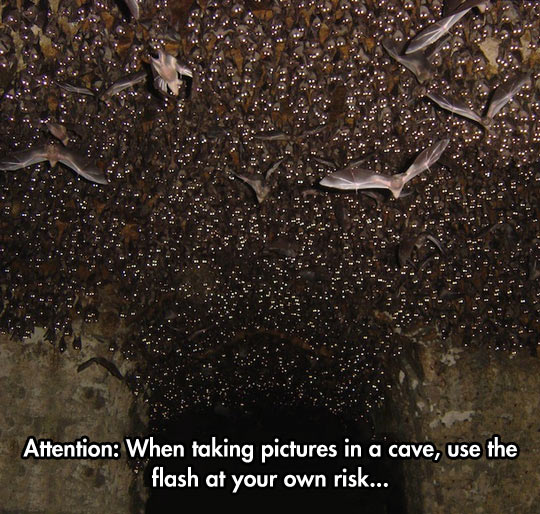 cool-cave-bat-flash-eyes