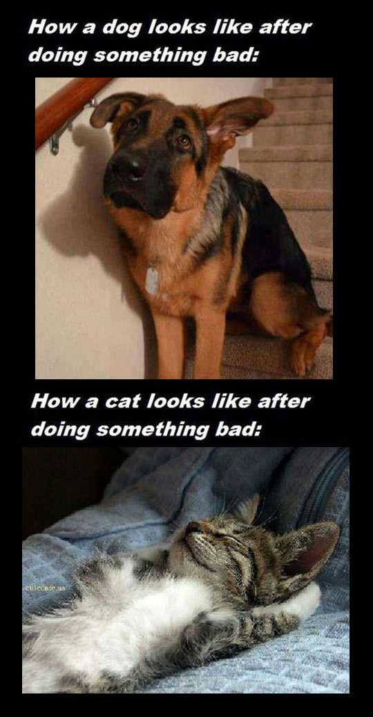 Clear Difference Between Dogs And Cats