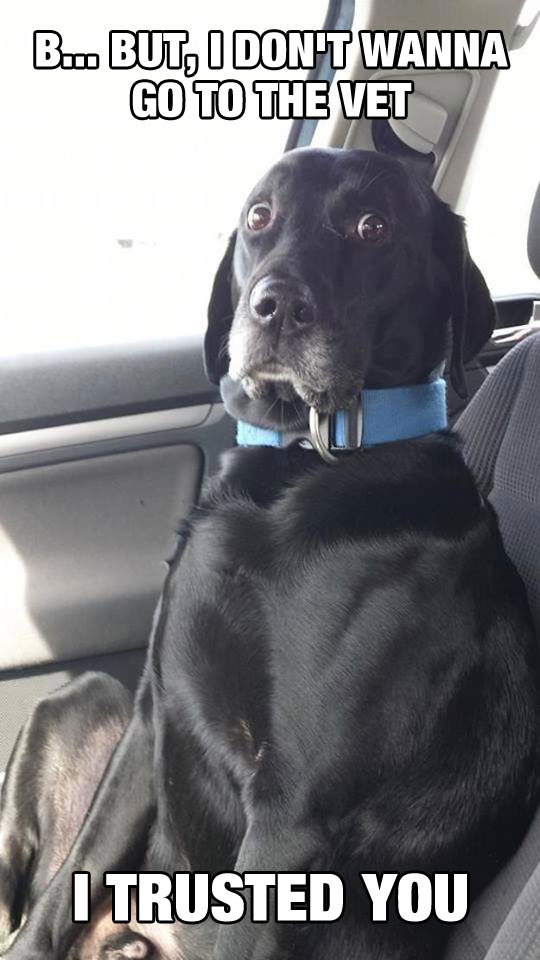 cool-dog-surprised-inside-car