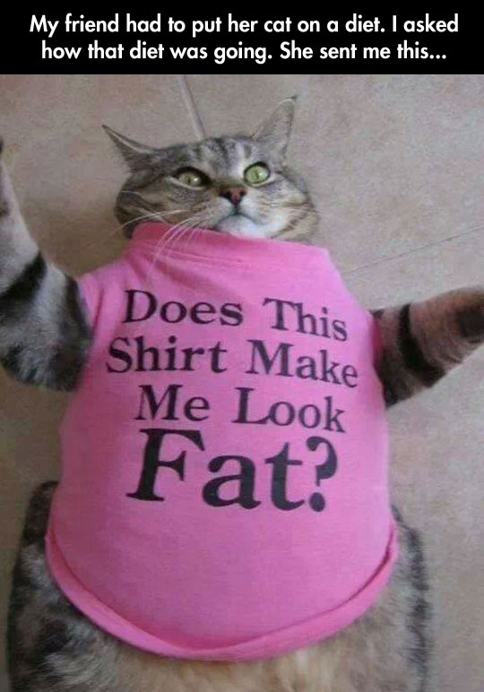 Kitty On A Diet