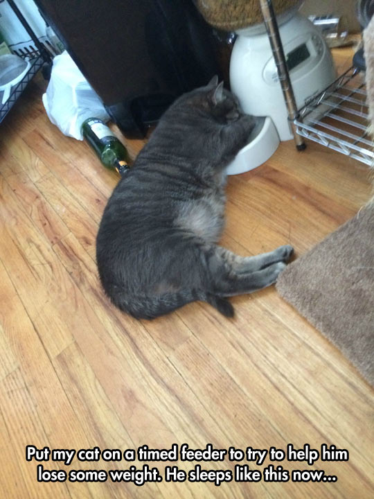 cool-food-cat-timer-sleeping