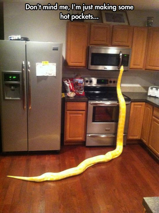 cool-giant-snake-kitchen-microwave
