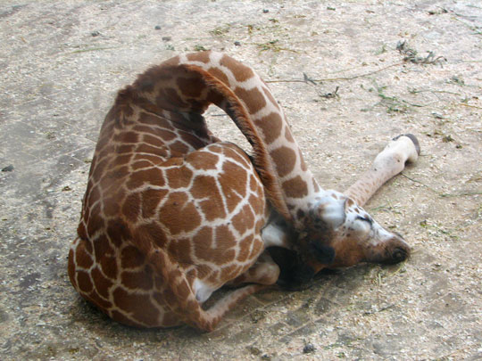How Baby Giraffes Sleep